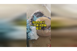 协助杨先生追讨女朋友欠债